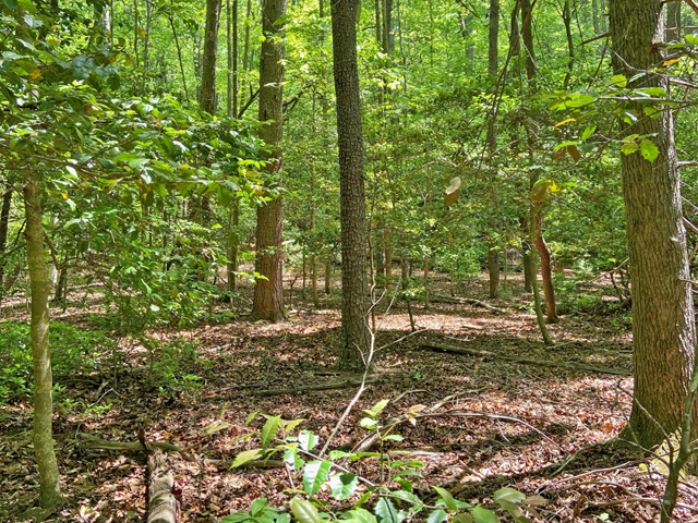 acreage for sale on National Forest in Dahlonega