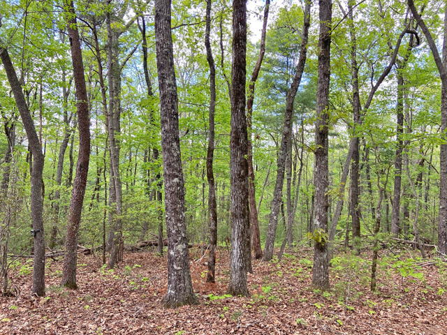 mountain top property Cleveland GA