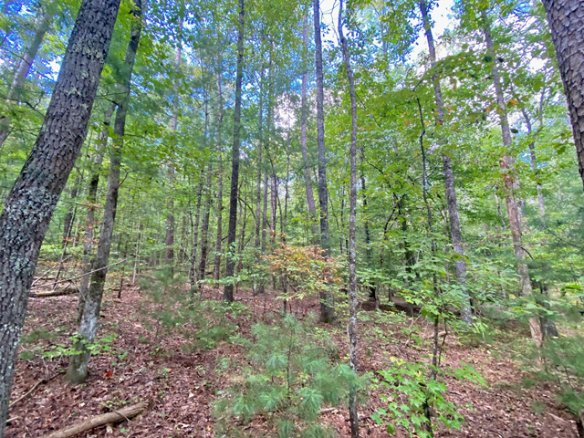 Acreage in Ellijay