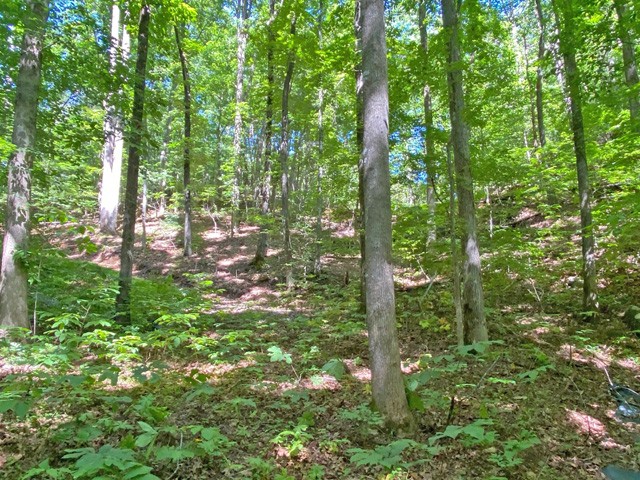 small tract for sale Dahlonega